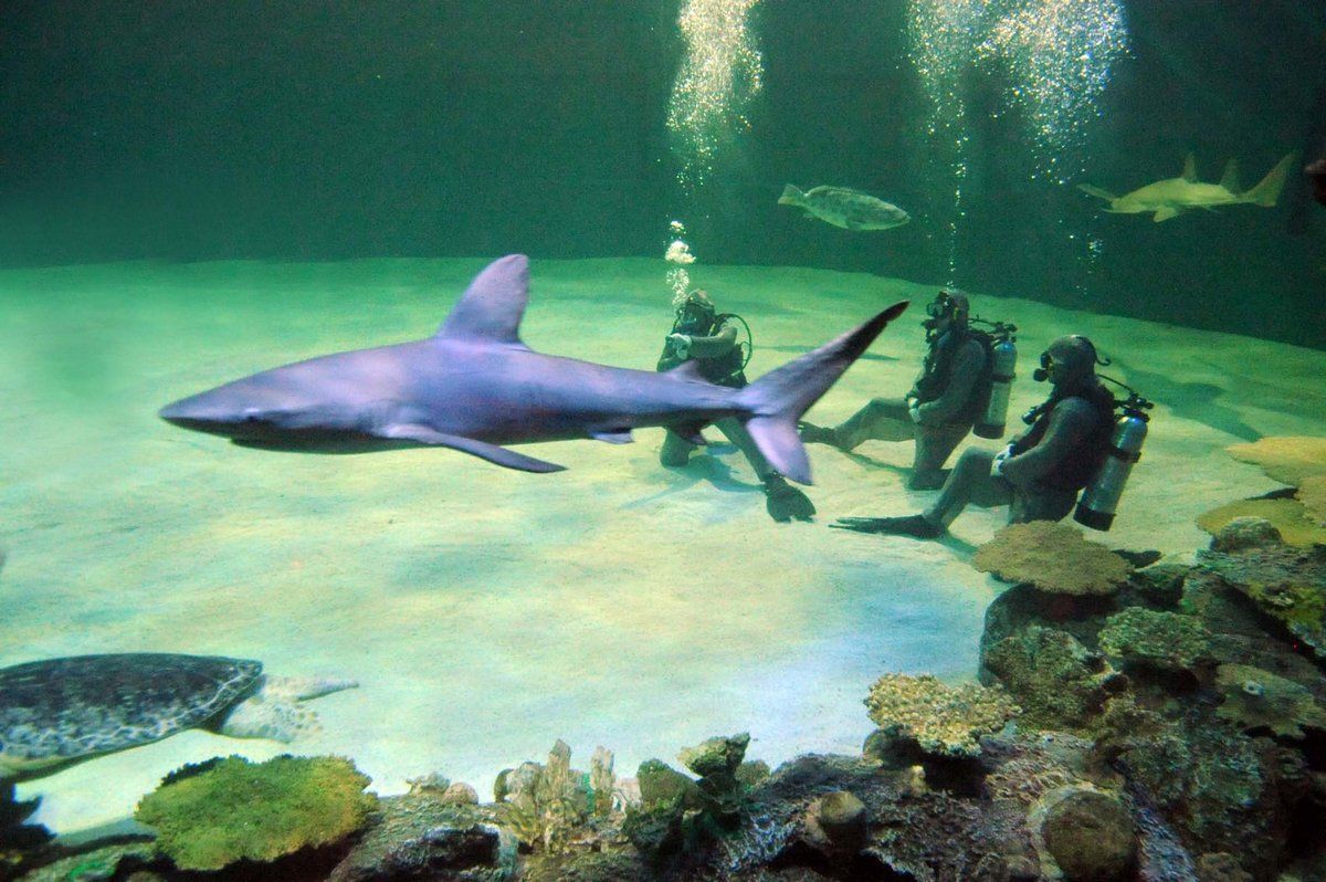 Mandalay Bay Las Vegas - Shark Reef Aquarium - Dive With Sharks